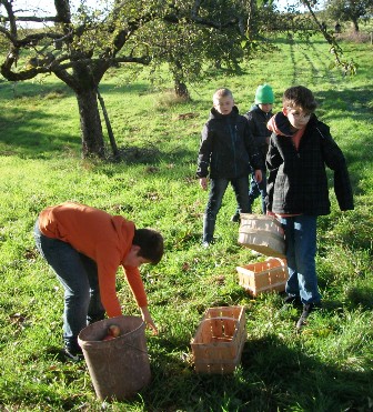 Erfolgreiche Apfelernte 2013